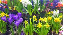 Vibrant Colors And Beauty Of Springtime Flowers