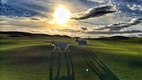 Homeward-bound goats, 'white horses' and adventurous gulls — all weather forecasters if you know how to understand them