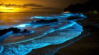 Bioluminescent Shore