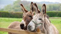 Family of donkeys outdoors in spring. Couple of donkeys on the meadow