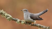 Cuckoo Bird Perched On Lichen Covered Branch
