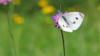 The Big Butterfly Count