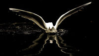 ANIMALS Seagull 1