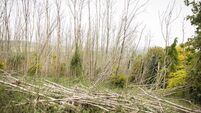 Ash dieback (Hymenoscyphus fraxineus) in a forest in England, UK