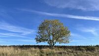 Common ash at Leckhampton hill