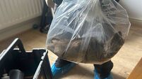 'It’s the size of a cat': Giant rat found in UK town amid pest control concerns