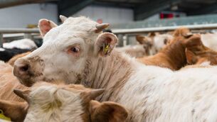 <p>A combination of higher live exports and earlier slaughtering of beef animals has added to the lower national herd size.</p>